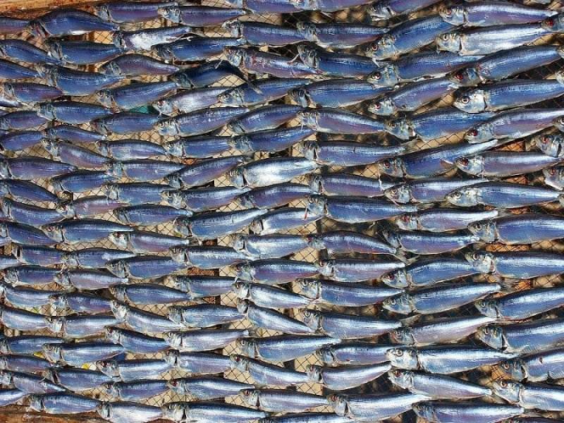 photo "Fishes collection" tags: nature, 