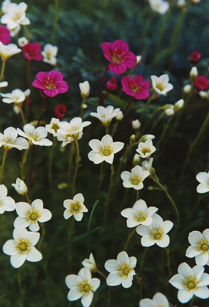 photo "winter so long....." tags: nature, flowers