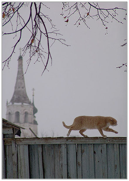 photo "Suzdal. Cat" tags: architecture, nature, landscape, pets/farm animals