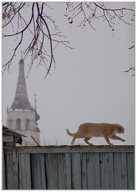 фото "Суздаль. Кот" метки: архитектура, природа, пейзаж, домашние животные