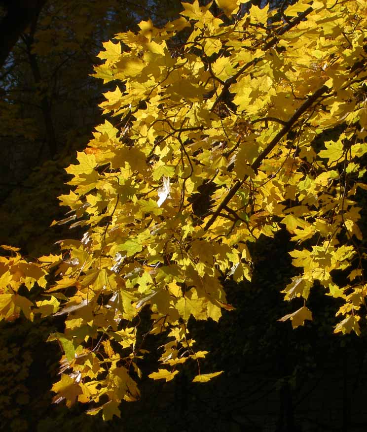 photo "Golden time of a leaf fall" tags: nature, flowers