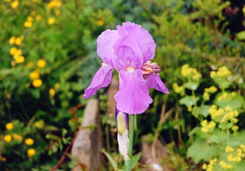 photo "Flag Iris" tags: nature, flowers