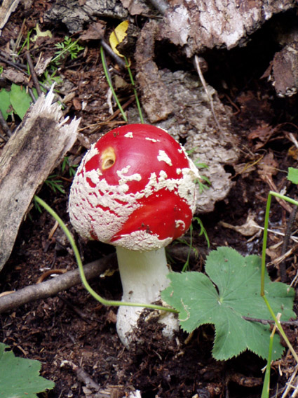 photo "The childhood of a fly-agaric" tags: nature, macro and close-up, 