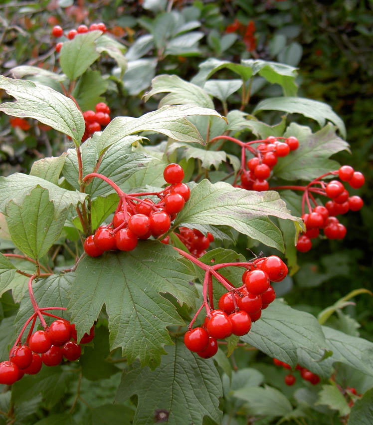 photo "The ground is firm..... The guelder-rose is red.." tags: nature, flowers