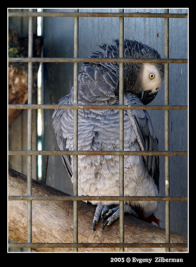 photo "Life behind bars..." tags: nature, genre, wild animals