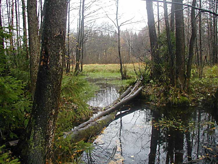 photo "Drezna river" tags: landscape, autumn, forest