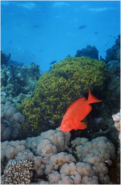 photo "The poseur" tags: underwater, 