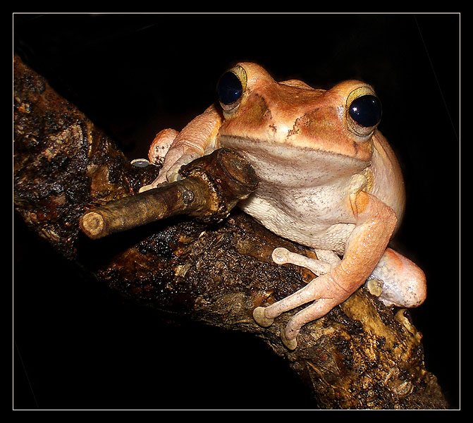 photo "Gunfighter`s Gaze" tags: macro and close-up, genre, 