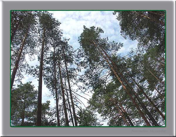 photo "Ship Pines" tags: nature, flowers