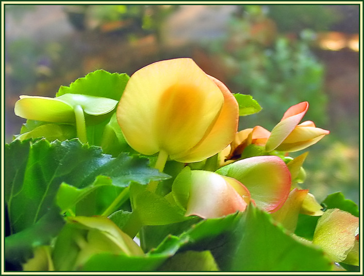 фото "У окна" метки: природа, макро и крупный план, цветы