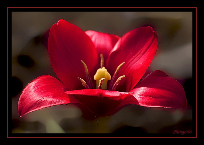 photo "... re...." tags: nature, montage, flowers