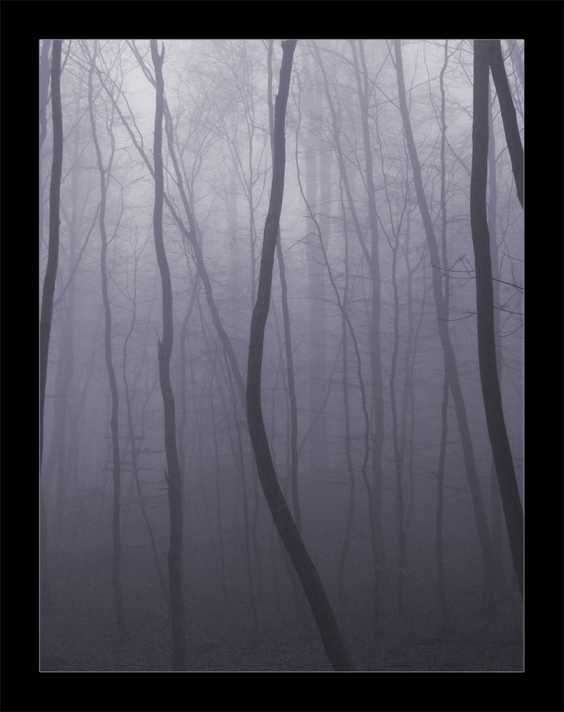 фото "Туман" метки: пейзаж, лес