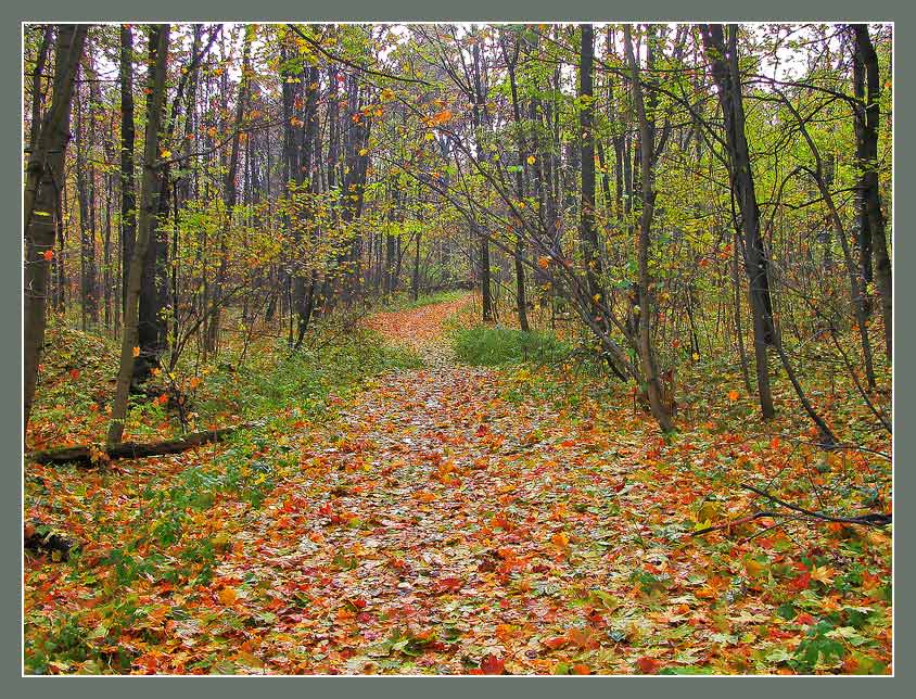 photo "Autumn in park" tags: landscape, autumn, forest