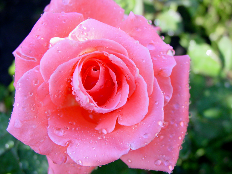 photo "Summer colors 2" tags: macro and close-up, 