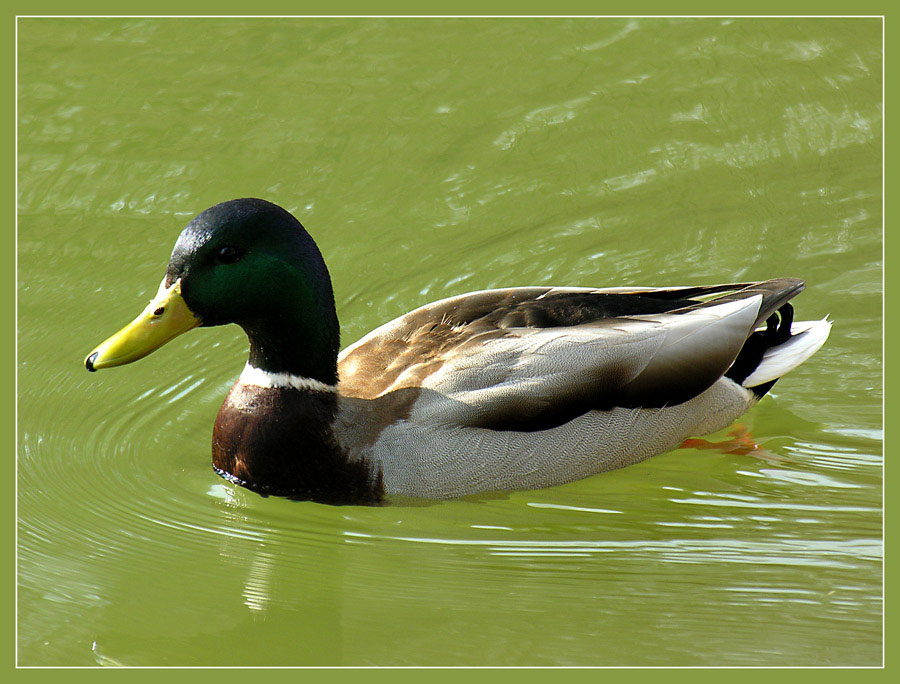 photo "Ente" tags: nature, pets/farm animals