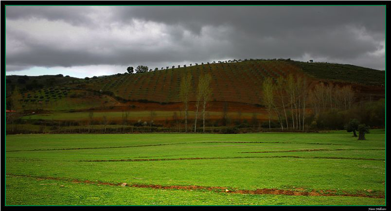 photo "Green Field" tags: landscape, forest