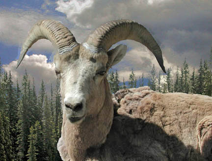 photo "Ram" tags: nature, wild animals