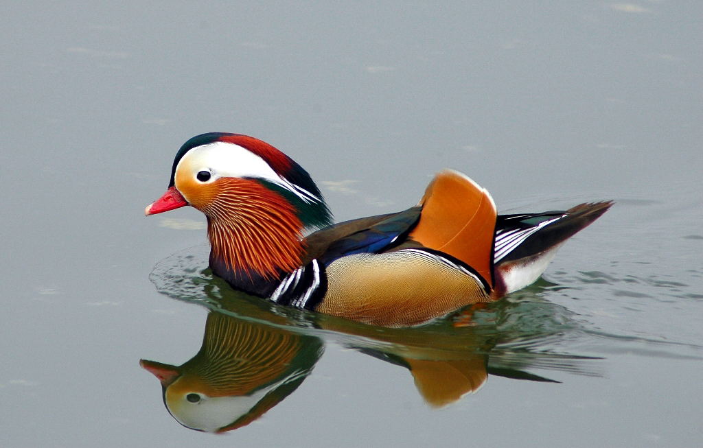 photo "aix galericulata" tags: nature, wild animals