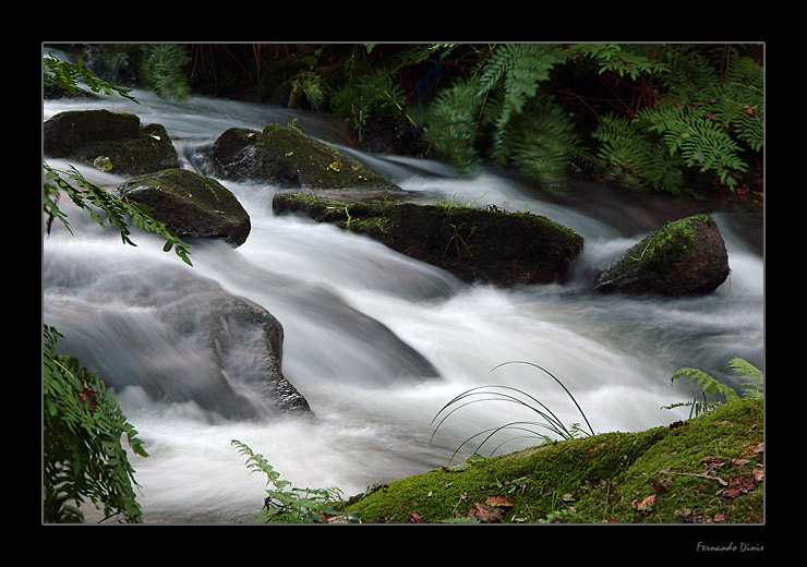 photo "Water stream" tags: landscape, forest, water