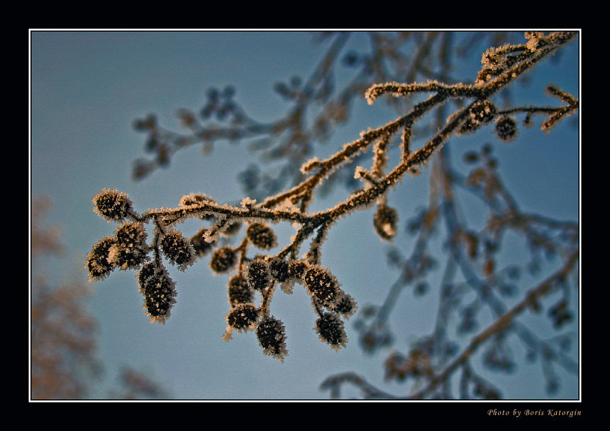 photo "On outcome of winter" tags: nature, macro and close-up, flowers