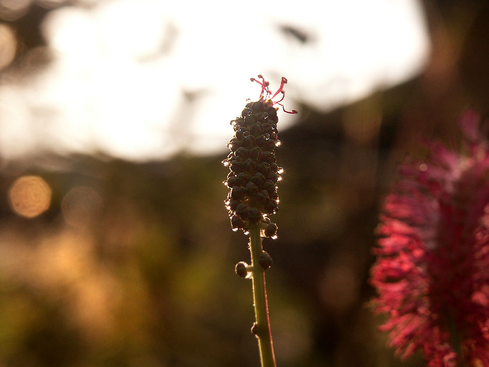 photo "sanguisorba" tags: nature, flowers