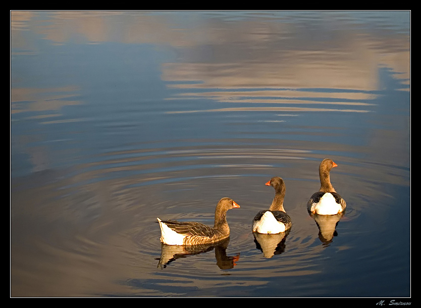 photo "Where we float?! On the left or to the right?! (fl" tags: nature, landscape, pets/farm animals, water