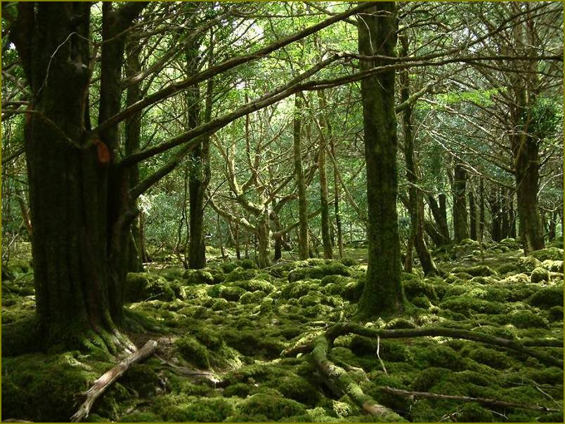 photo "Irish wood" tags: landscape, travel, Europe, forest