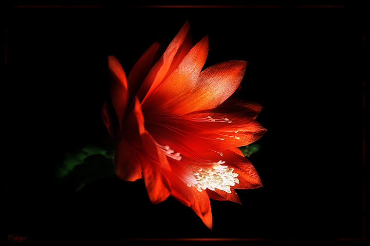 photo "***" tags: nature, macro and close-up, flowers