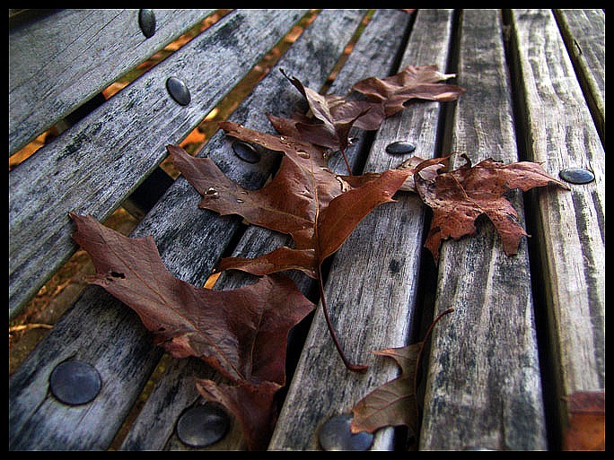 фото "Leaves" метки: макро и крупный план, техника, 