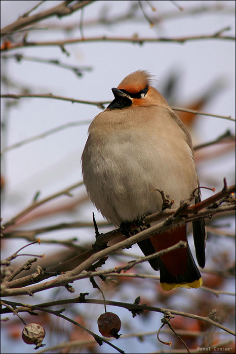 photo "Handsome man" tags: nature, wild animals