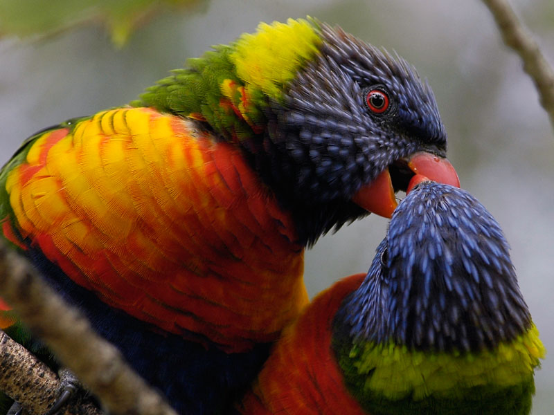 photo "The French Kiss" tags: nature, humor, wild animals