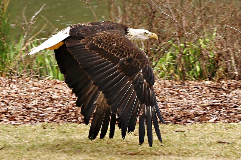 photo "Low Flying Eagle" tags: nature, wild animals