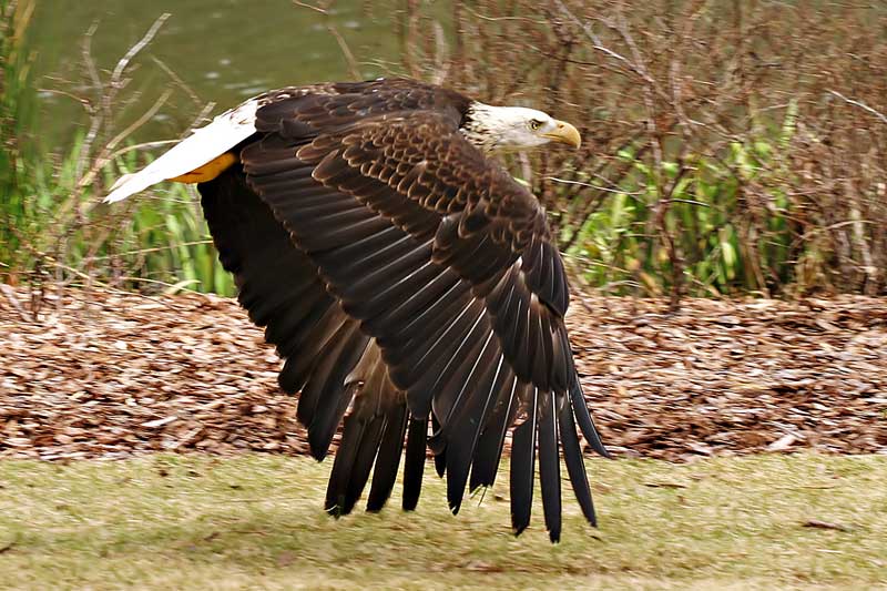 фото "Low Flying Eagle" метки: природа, дикие животные