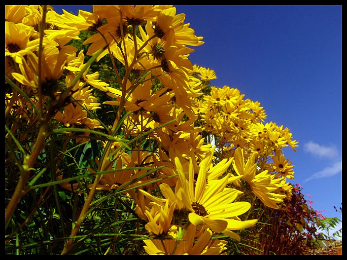 photo "Yellow" tags: technics, nature, flowers