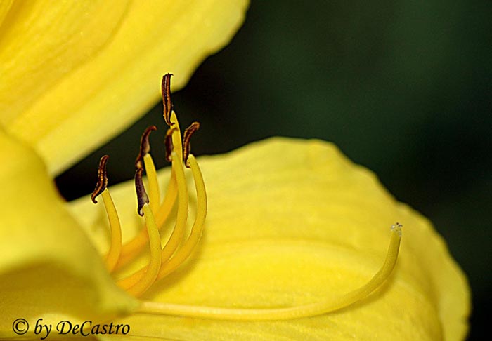 photo "Yellow" tags: macro and close-up, 