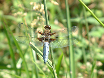 photo "Libellula depressa (Linnaeus, 1758)" tags: nature, macro and close-up, insect