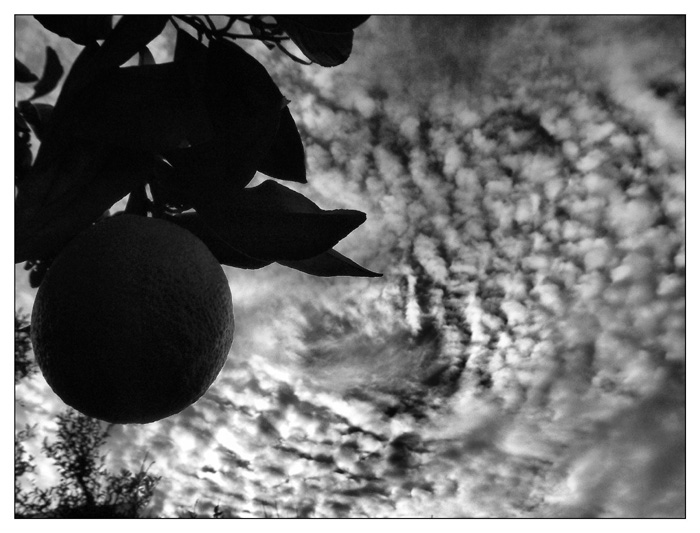 photo "Oranges" tags: black&white, 