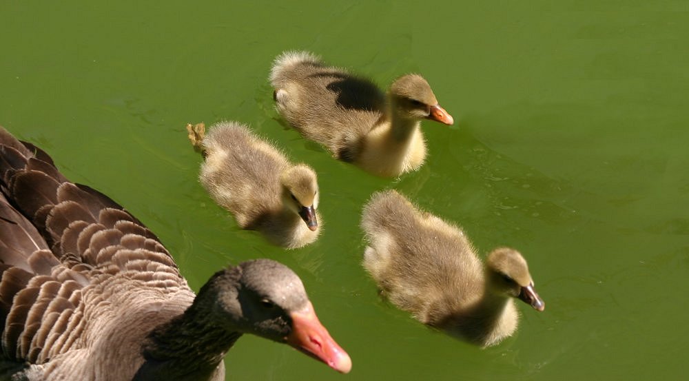 фото "Ducks family" метки: природа, домашние животные
