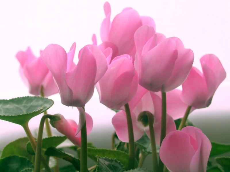 фото "Flowers" метки: природа, цветы