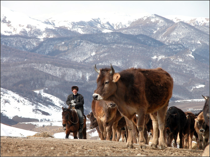 photo "Сows on Northern Caucasus" tags: nature, travel, pets/farm animals