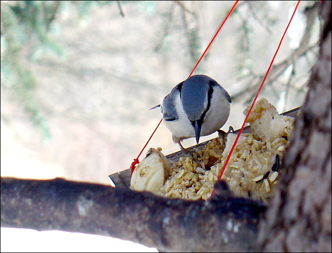 photo "***" tags: nature, macro and close-up, wild animals