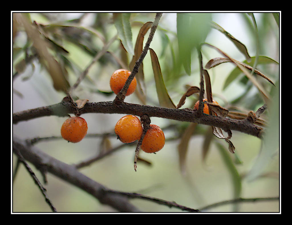 photo "... And if to recollect autumn..?" tags: nature, flowers