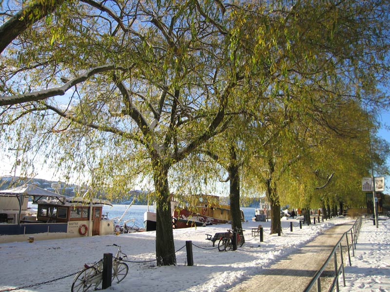 фото "Ноябрь. Стокгольм" метки: природа, пейзаж, зима, цветы