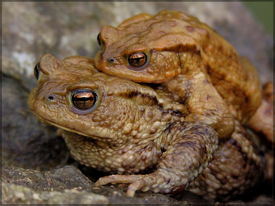 фото "TOAD" метки: природа, дикие животные