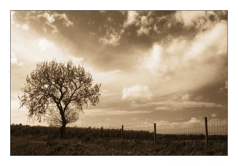 photo "Tree" tags: nature, flowers