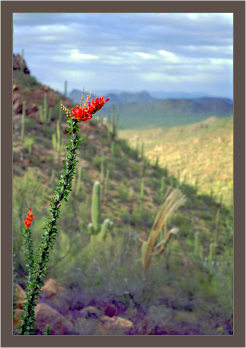 photo "Desert in April" tags: nature, travel, North America, flowers