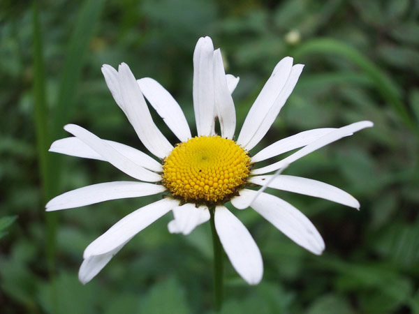 photo "***" tags: nature, macro and close-up, flowers