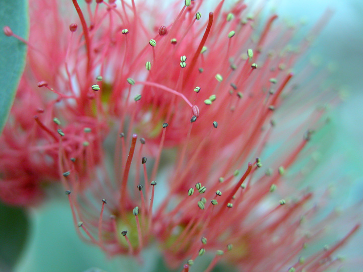 photo "Petals!!" tags: macro and close-up, nature, flowers