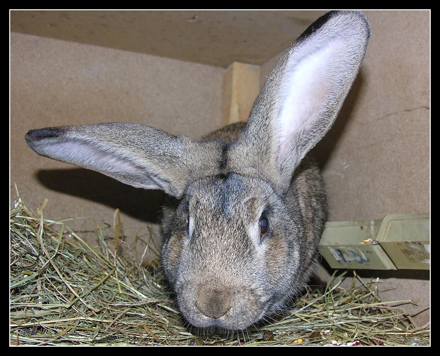 photo "rabbit" tags: nature, pets/farm animals
