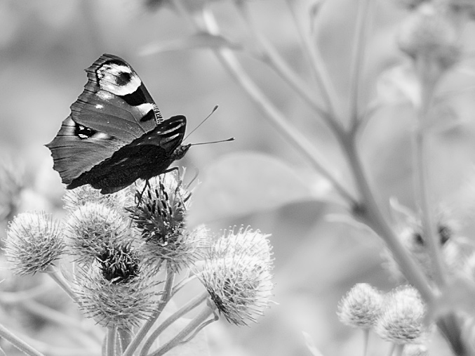 photo "The butterfly." tags: nature, genre, insect